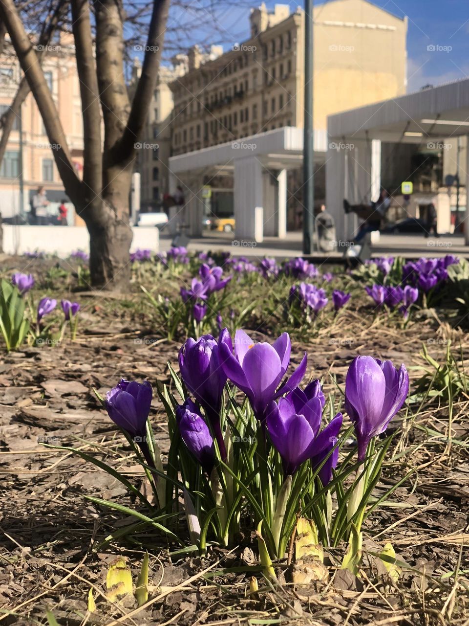 flowers in the city 