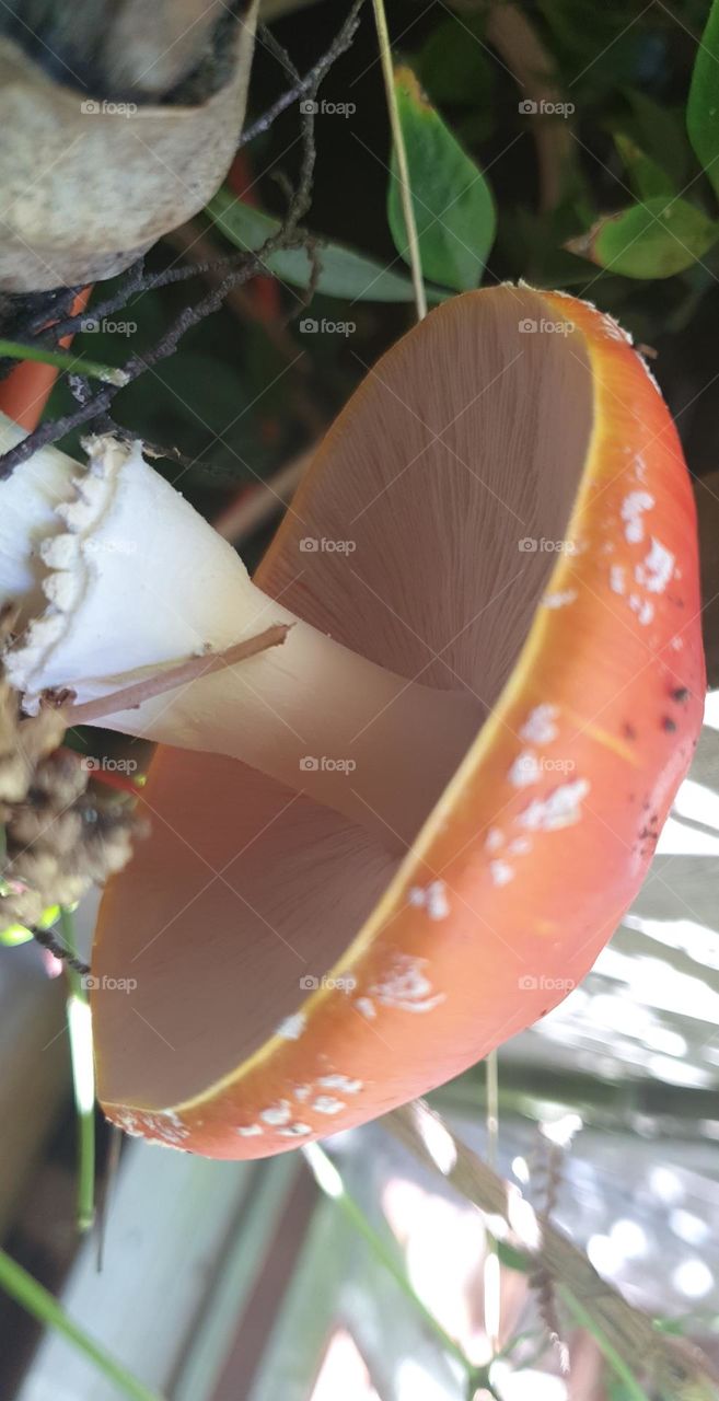 toadstool