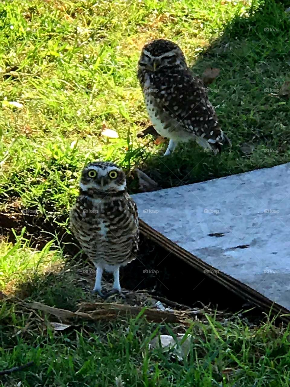 Owl  couple