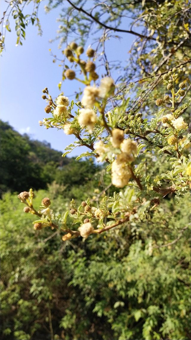 nature