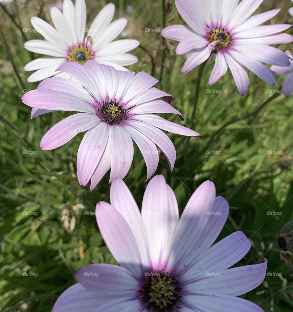 Daisies in Bloom