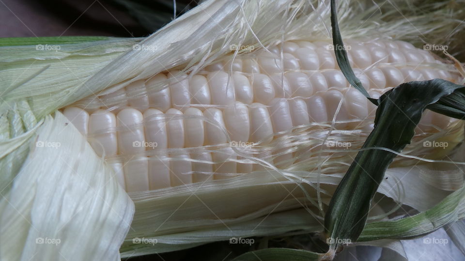 Pulling back. corn from local farm