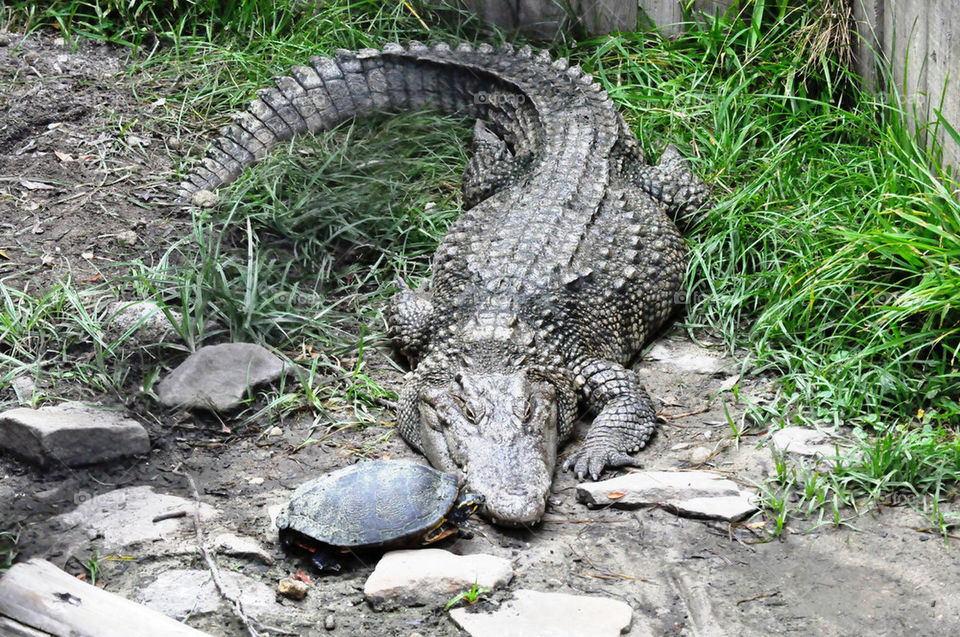 animal reptile turtle alligator by refocusphoto