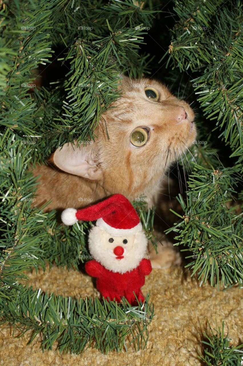 cat under Christmas Tree with Santa