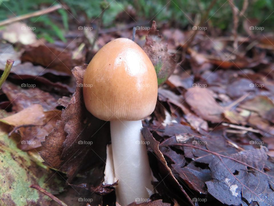 A view of fungus in the woods 