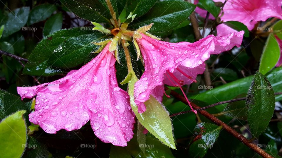 Beautiful blossoming Azalea Flowers covered in rain droplets.