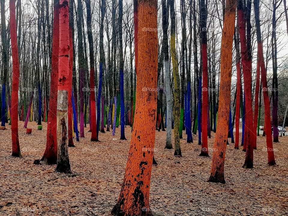 the colored forest