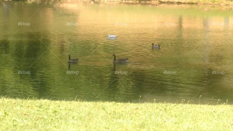 Birds in pond