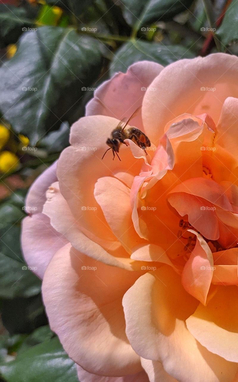 here a bee enjoying the spring and looking for the perfect ingredients to make it's amazing honey from the nectar of a beautiful rose.