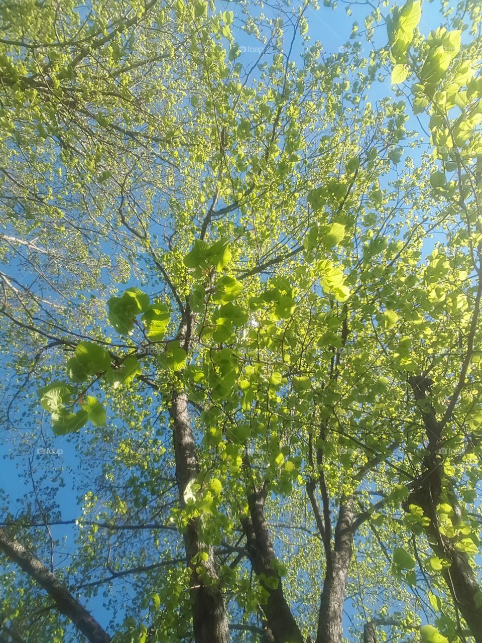tree in spring from below