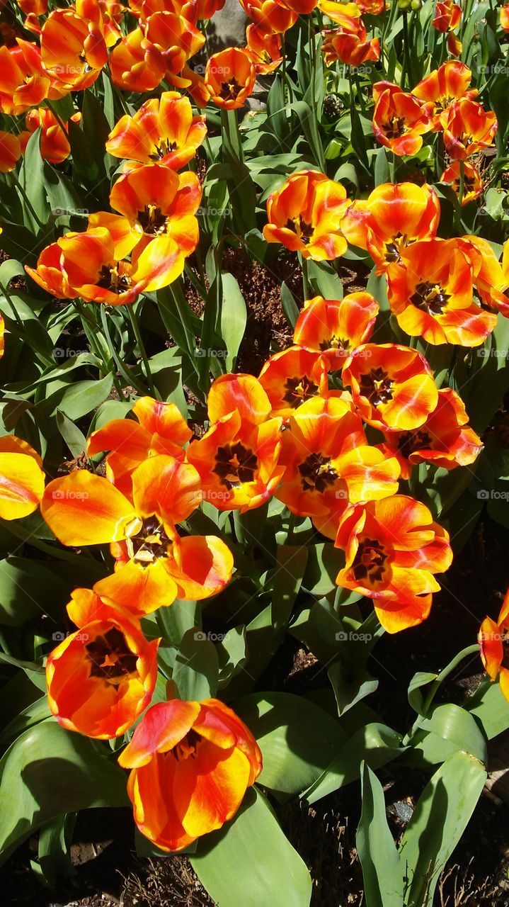 spring. flowers. beauty. colors