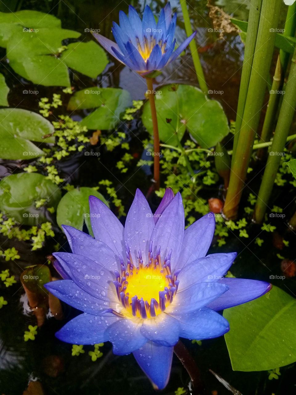 Two water Lilly flowers in fish pond with floating plants