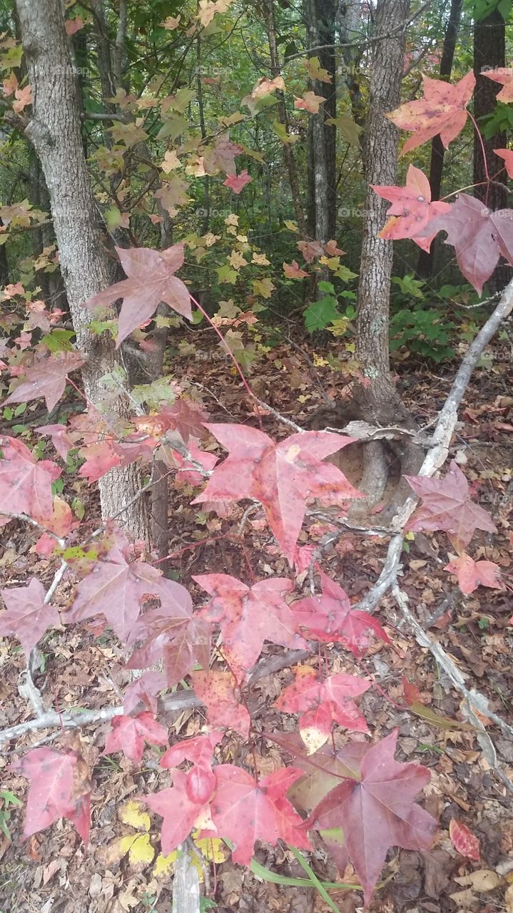 fall in my backyard