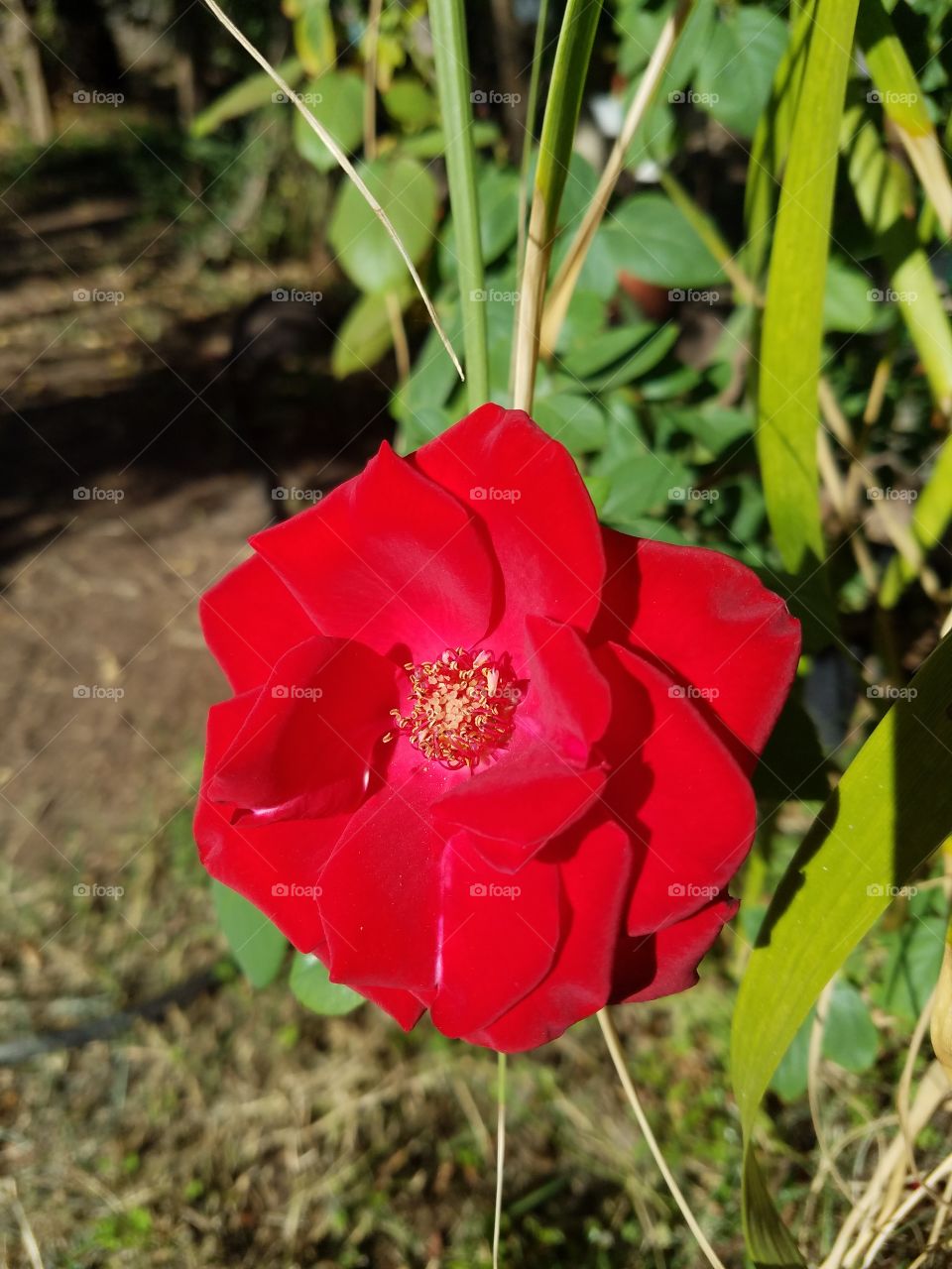 red rose in the fall