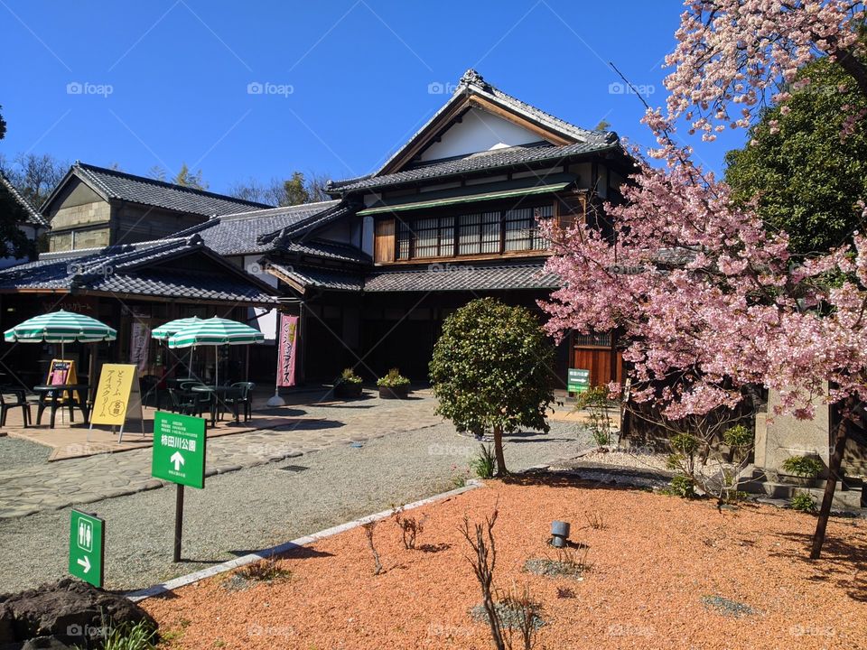 Beauty of japan cherry blossom