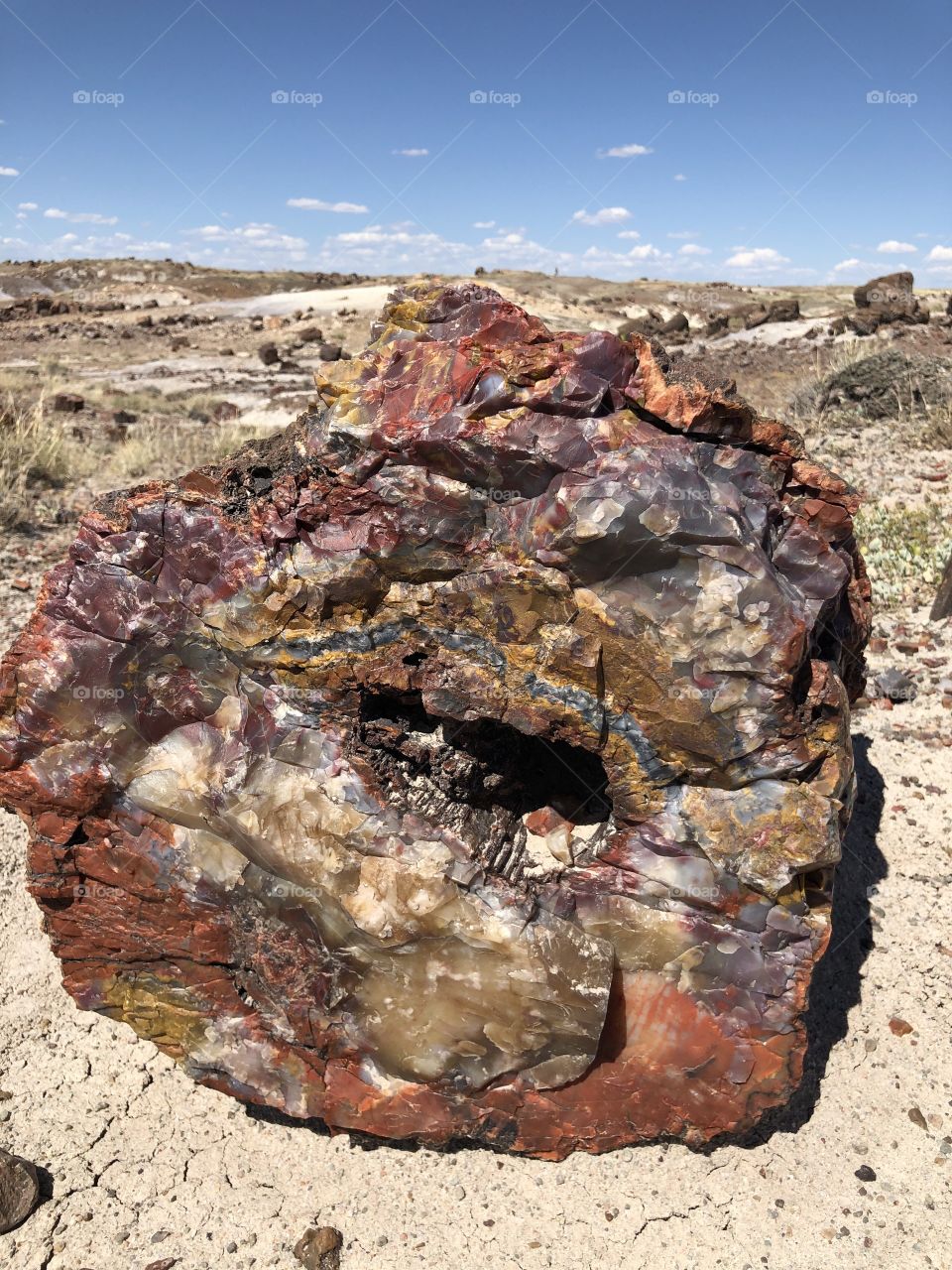 Petrified Log