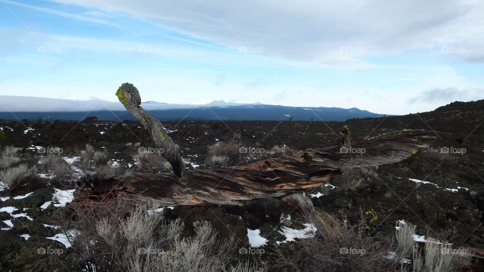 Old Lava Field Near Bend, Oregon