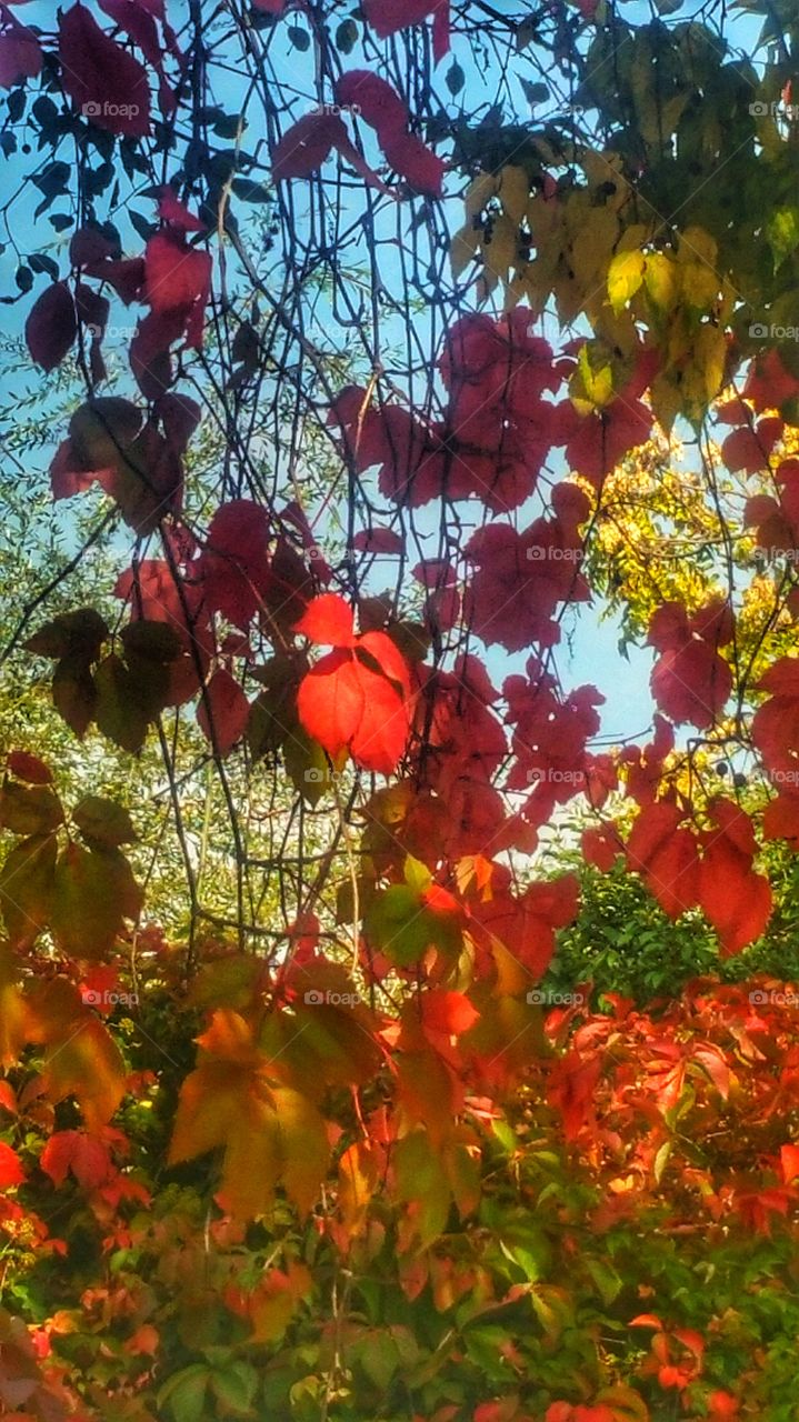Red Leaves