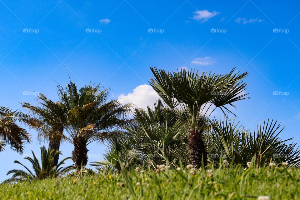 palms on sky
