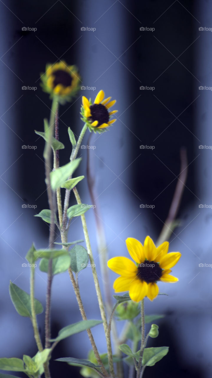 Yellows and blues - joys and sorrows - both make a meaningful and worthwhile life.