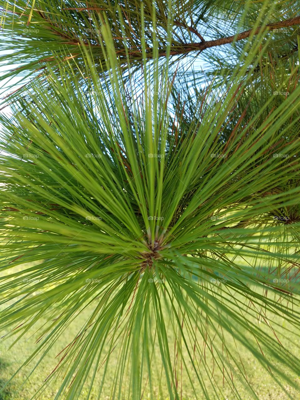 pine tree needles
green