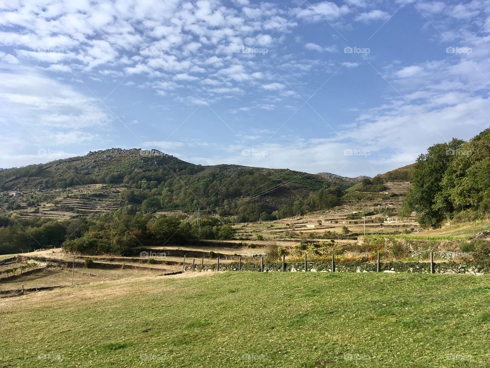 Green landscape 