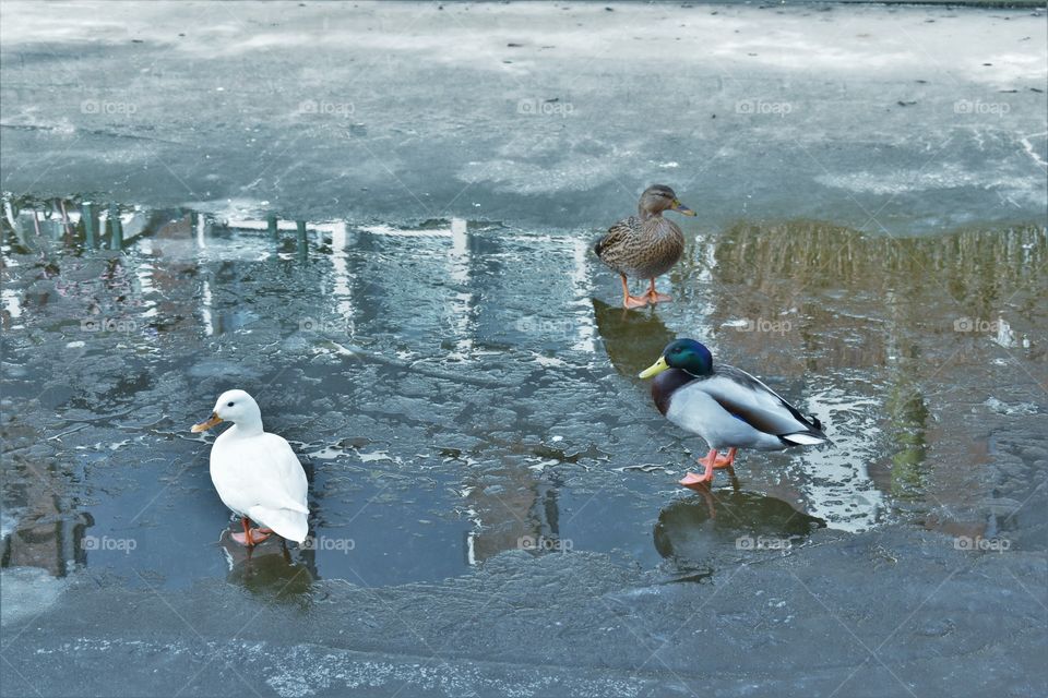 Three ducks and the frosen lake / Três patos e o lago congelado