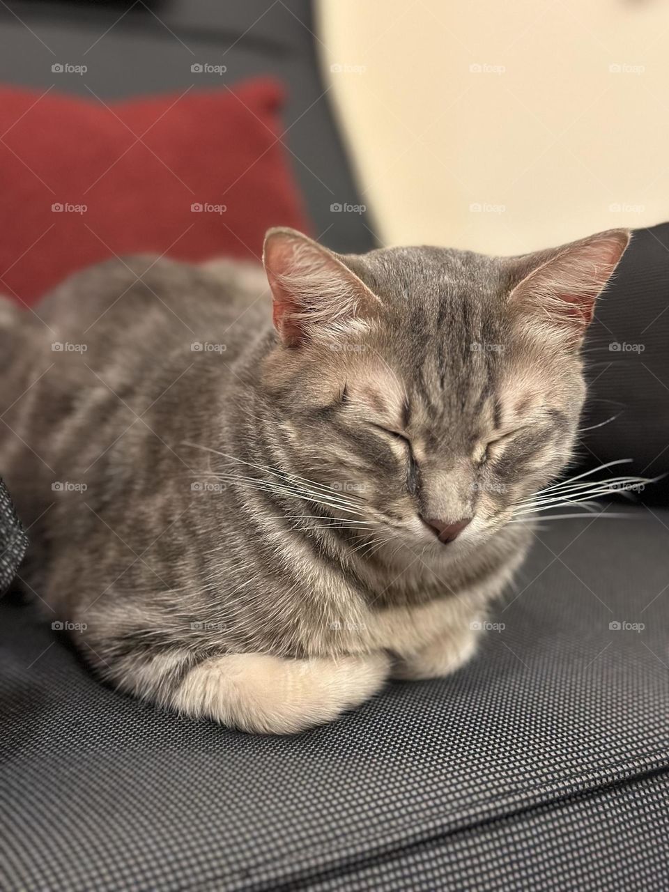 Sleeping or tired Mazo 🐈