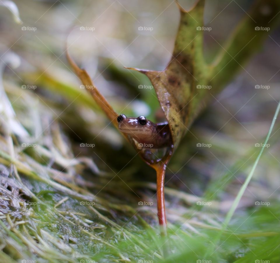 Happy Resting; Newt giving a little smile between a curled, fallen lead