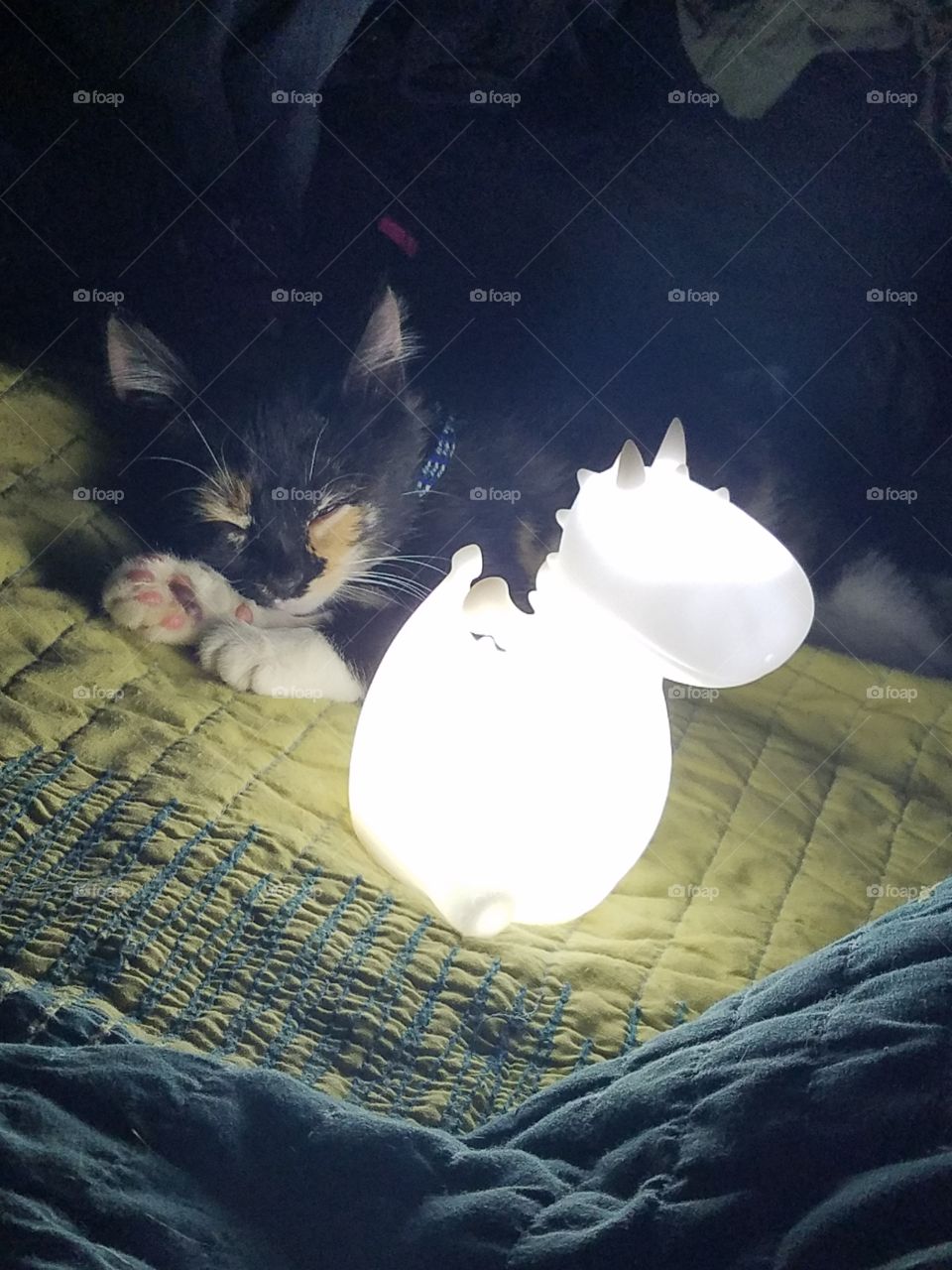Kitten sleeps with dragon night light.