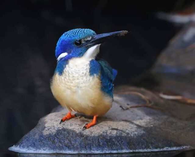 bird