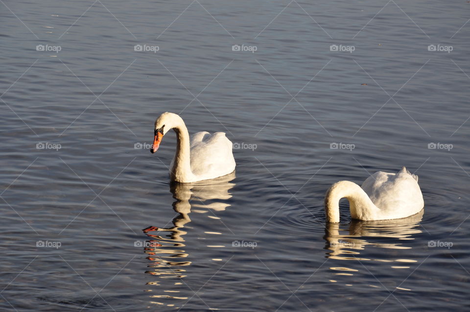 White swans 