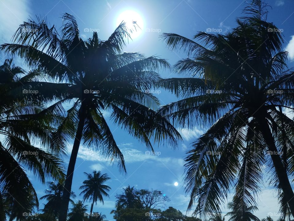 Coconut trees at blue sky when sun shines so brightly. It's summertime.