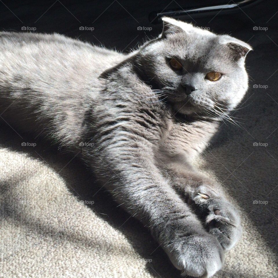 My loved and beautiful cat