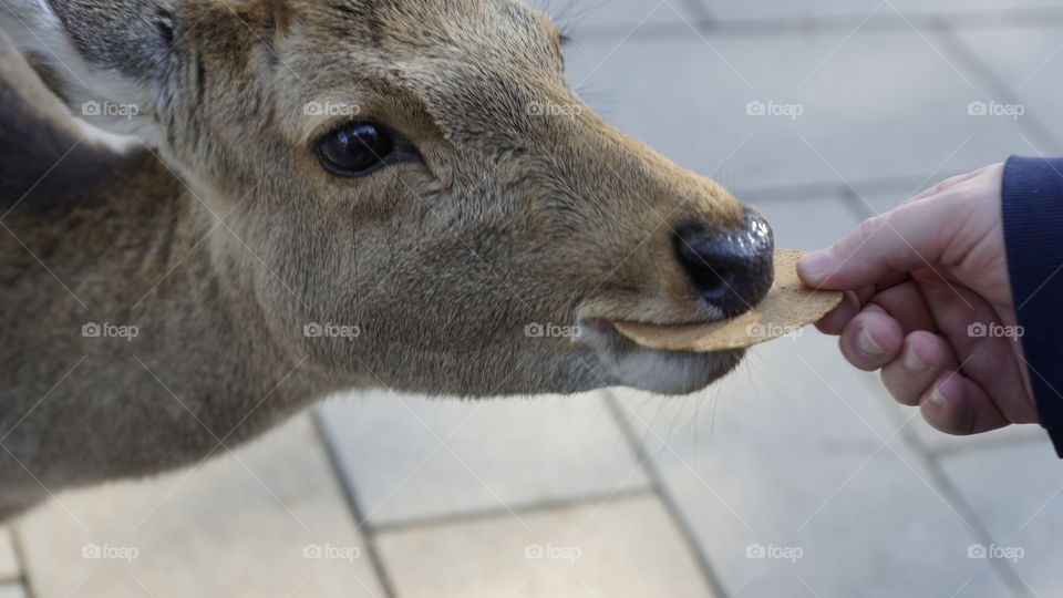 Nara deer - the deer that live in the city of Nara, Japan are more than willing to come close for photos when you bribe them with deer crackers from the vendors.