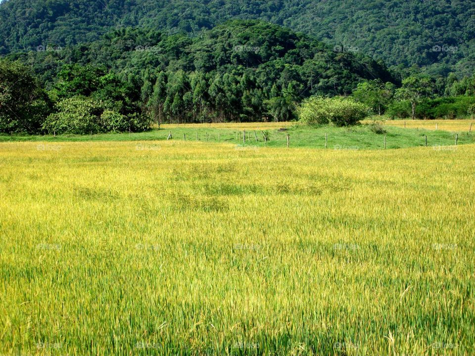 Combinação de cores perfeitas, mais do que se fossem escolhidas.