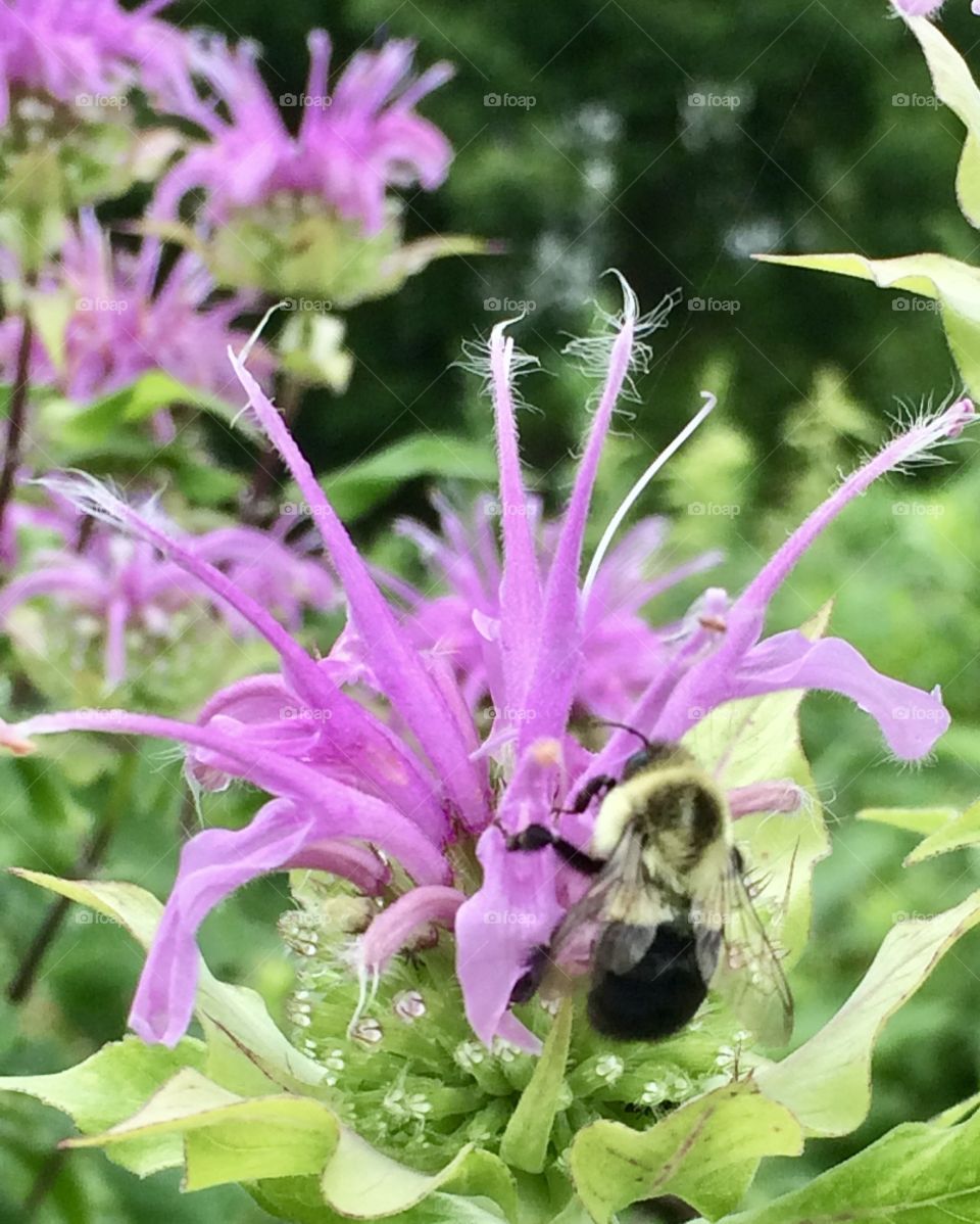 Purple Story - Flowers and Pollinators