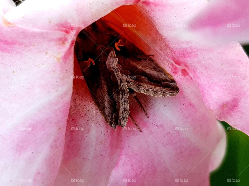 Insect on pink flower