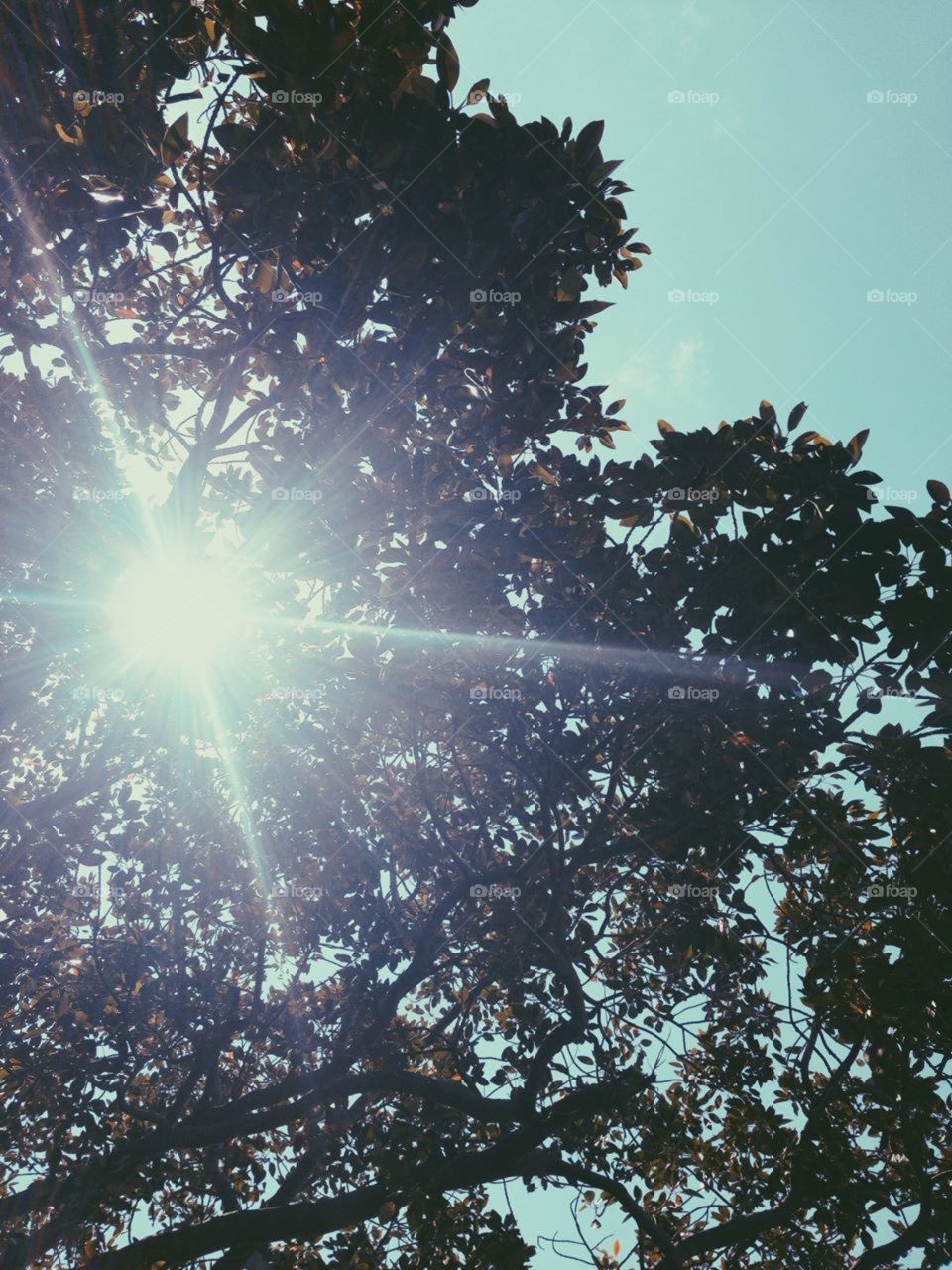 Sun through the tree canopy