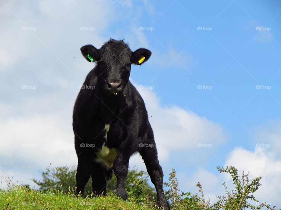 Inquisitive cow