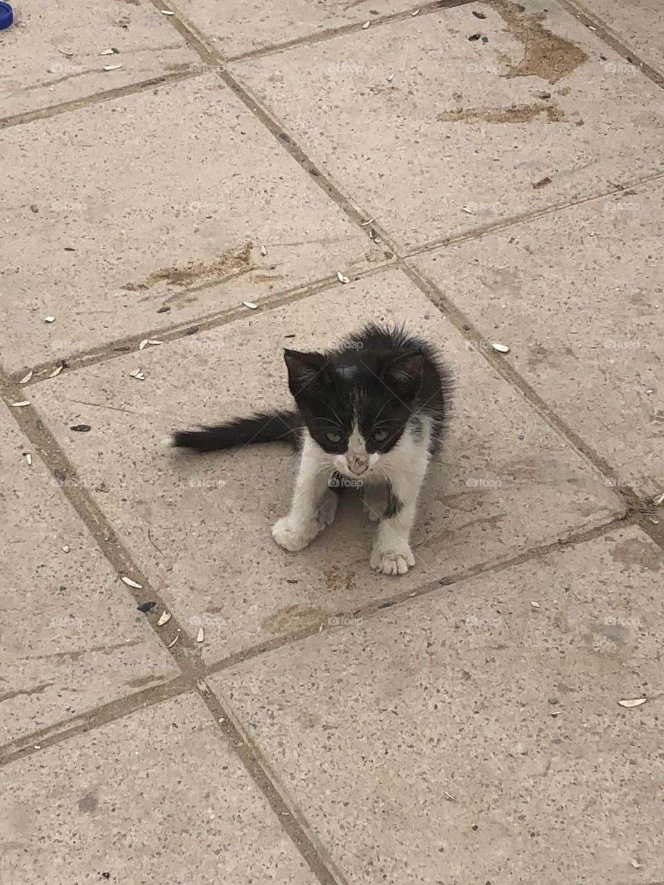 Kitten of Taghazout, Morocco 