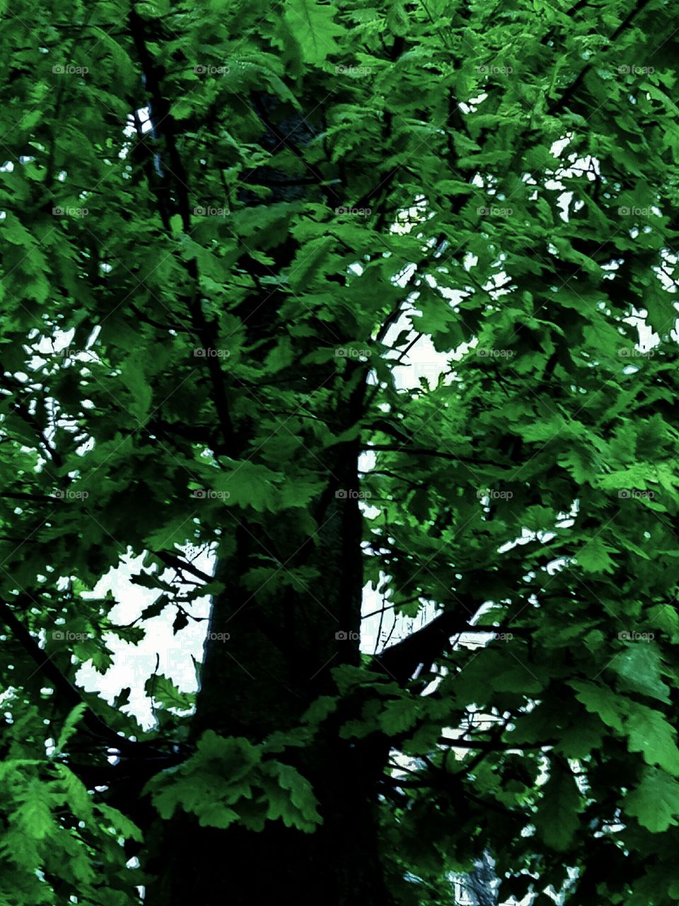 Leaf, No Person, Wood, Nature, Tree