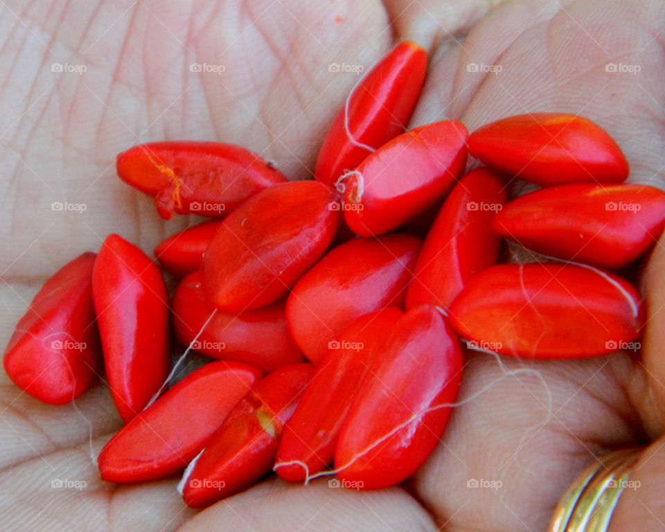 Magnolia seeds