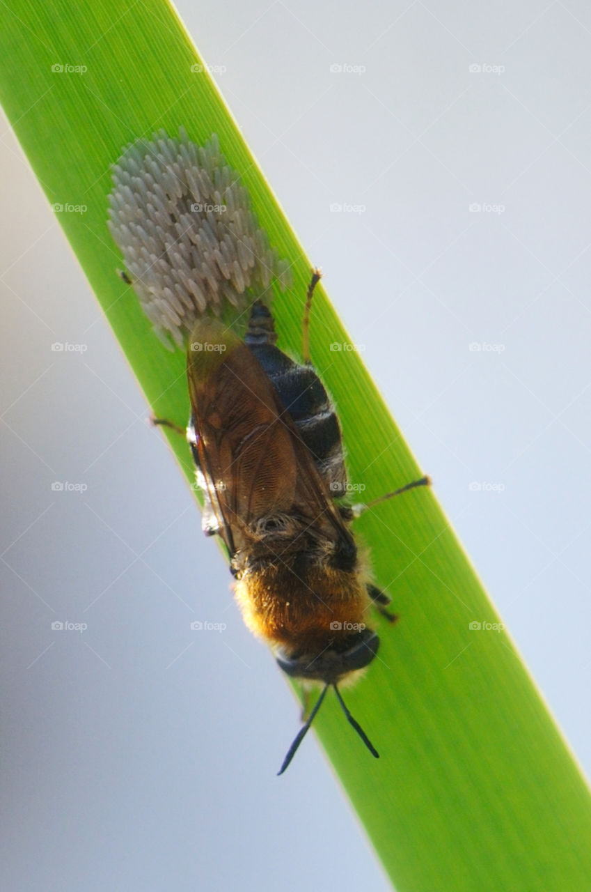 Waffenfliege, Insekt, Natur, Wildnis, Teich, Eiablage, Ei