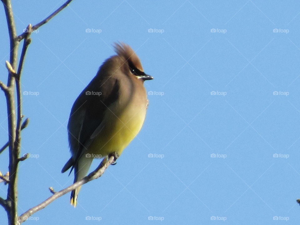 Cedar Waxwings