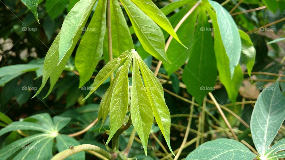 Leaves Of Cassavac