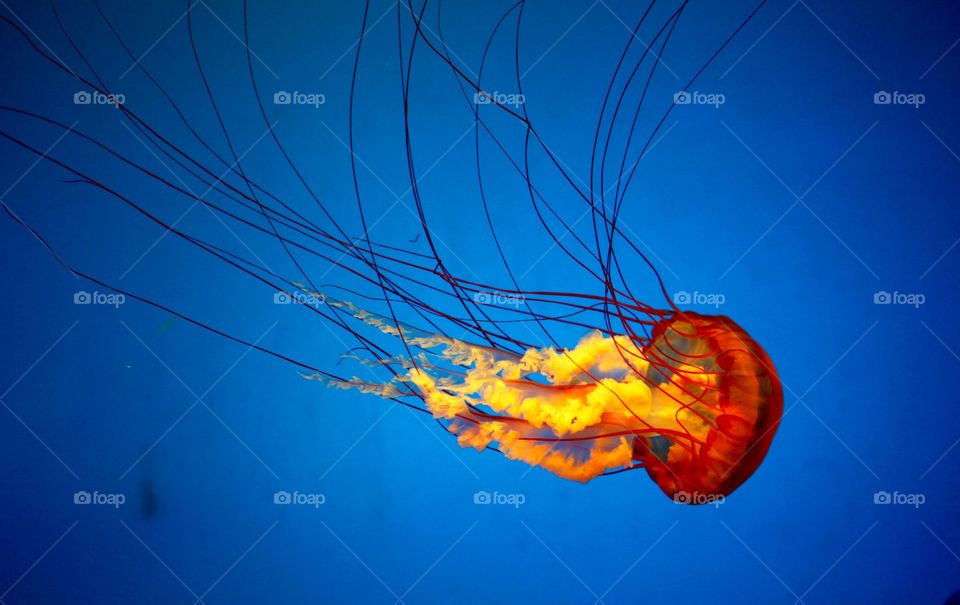 Underwater jellyfish