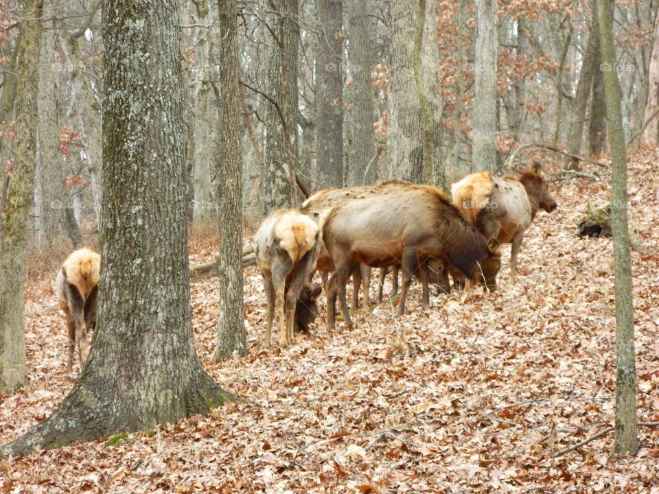 elk grazing