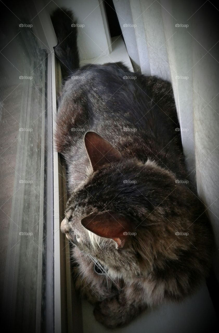 Cat, Mammal, Animal, Portrait, Pet