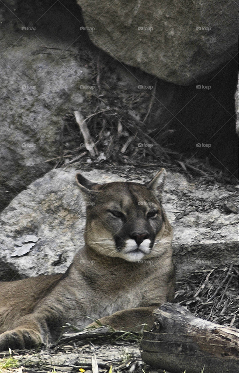 Cougar